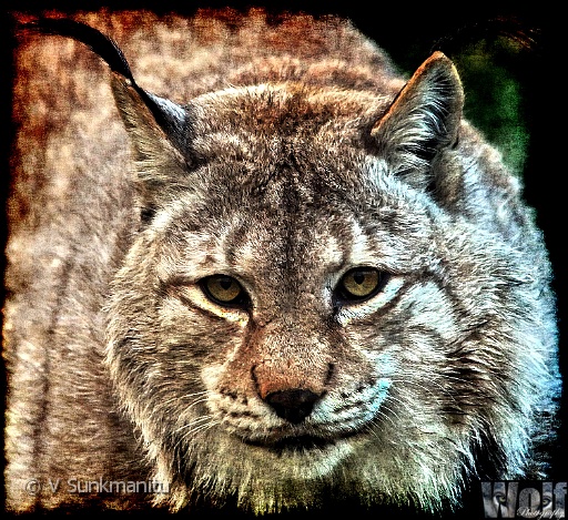 03 European Lynx.jpg